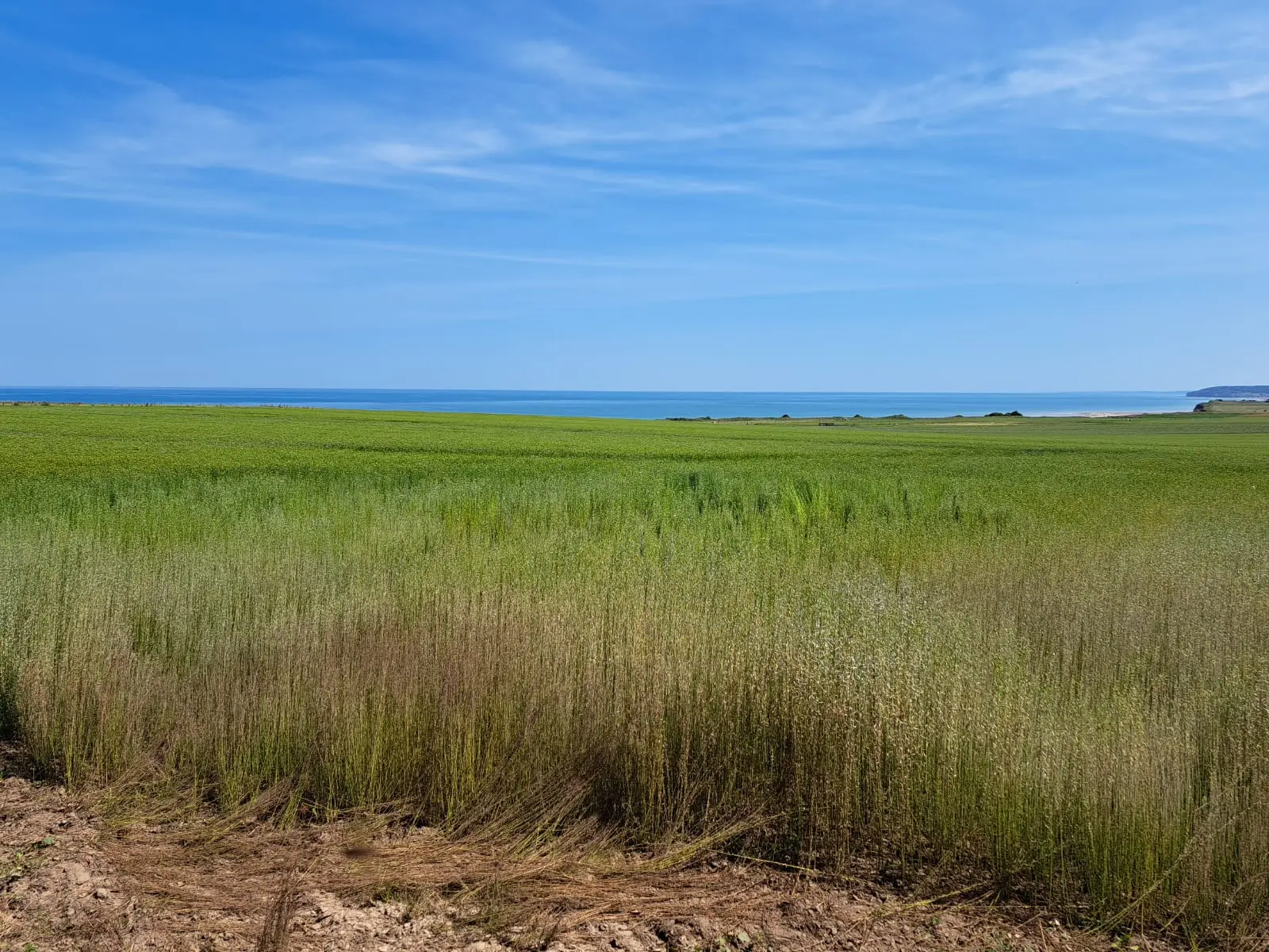 Un beau contraste de couleurs